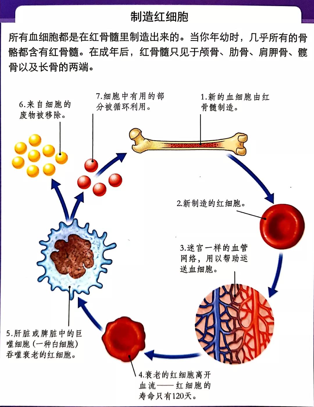 血细胞生成模式图图片