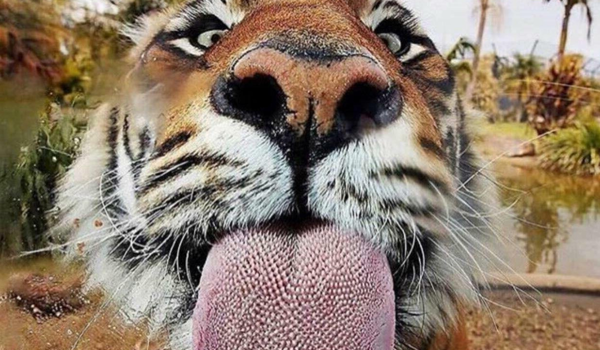 老虎的舌头刮骨的钢刀被它舔一下比在水泥地擦伤还严重