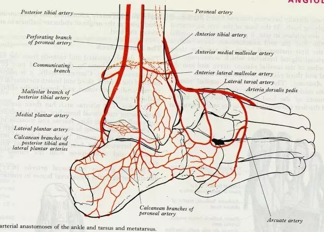 胫后动脉又分为:①足底内侧动脉:较小沿足底内侧前行;②足底外侧动脉