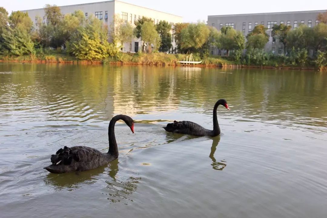 這些高校裡的神奇動物有的呆萌可愛有的卻是隻可遠觀比如遇到野豬時