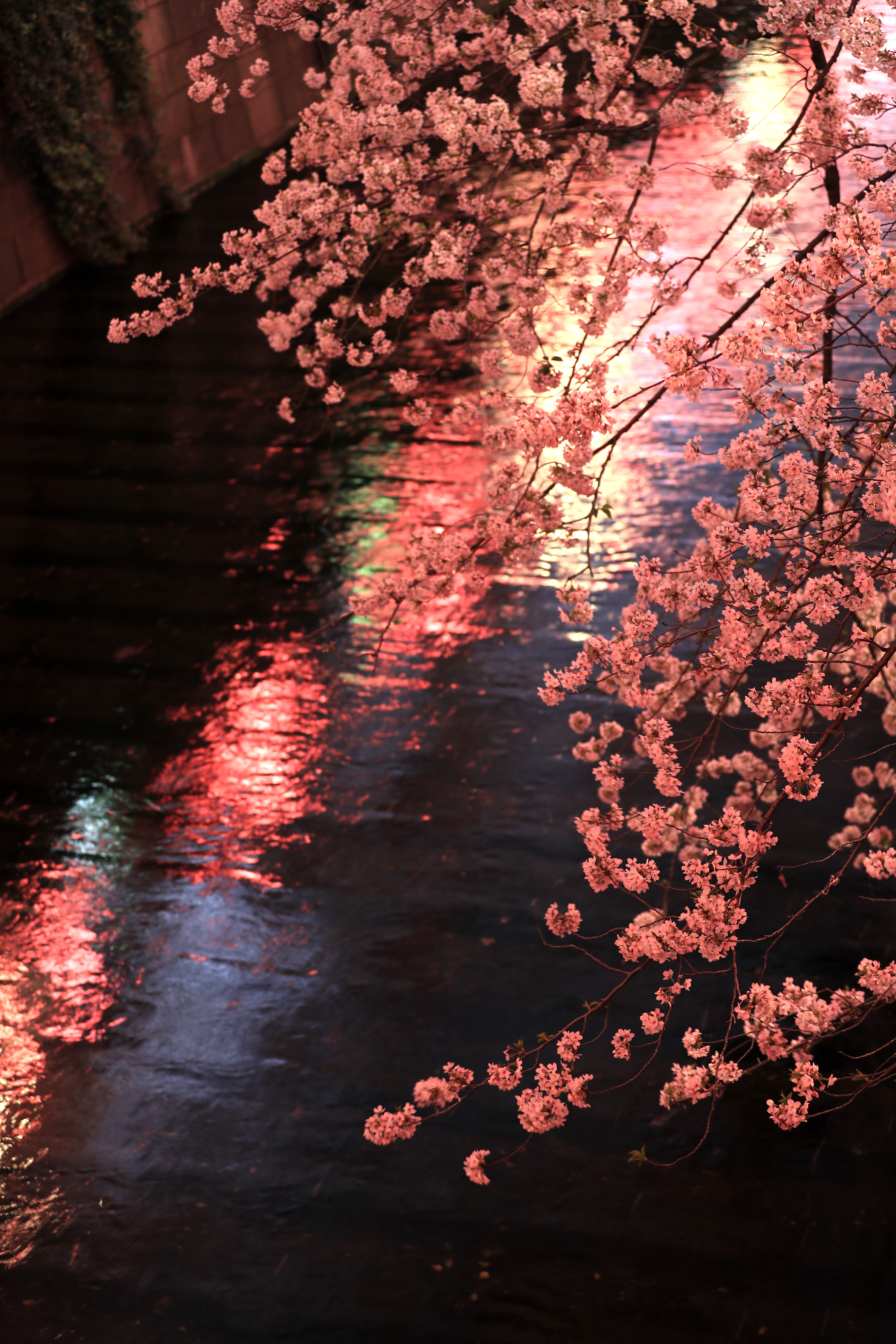 东京目黑川两岸樱花盛开