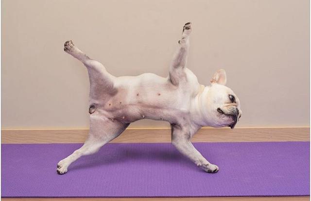 原创狗狗练瑜伽连它也可以拥有马甲线我们还在等什么