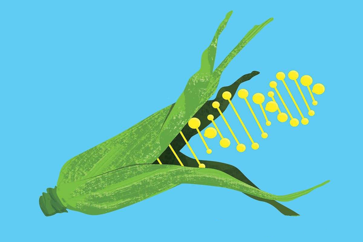 转基因大豆和非转基因大豆的区别（带你了解两者四点不同之处） – 碳资讯
