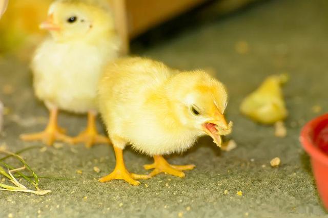 養雞技術|雛雞飼養密度及開食飼餵技術