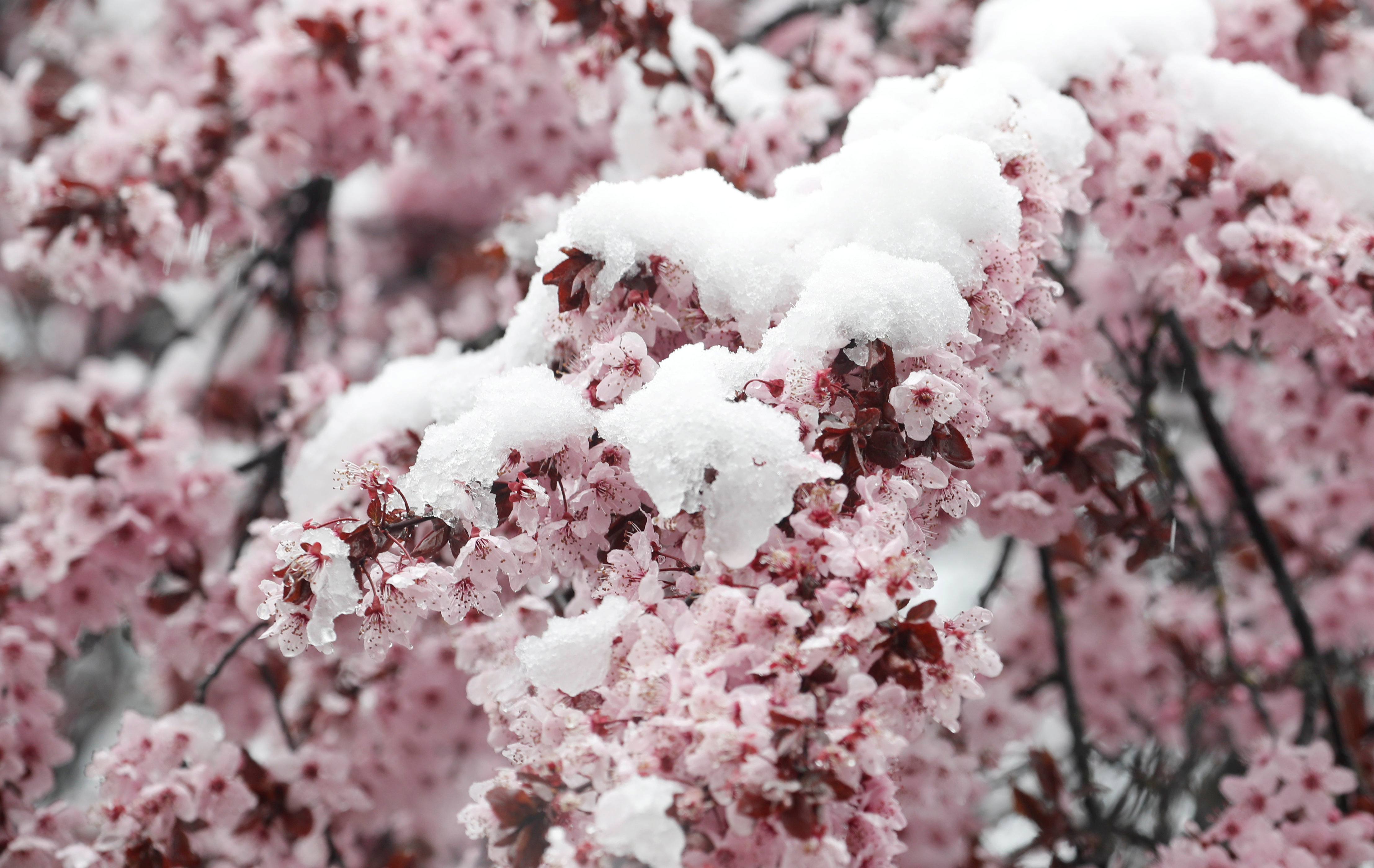 傲雪凌霜