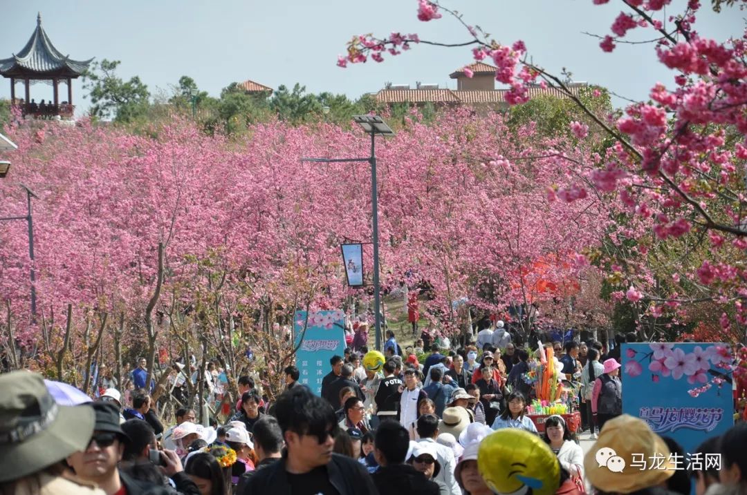 承包了整個3月的馬龍區首屆櫻花美食節圓滿落幕！30餘萬人 沸騰一座城！ 旅遊 第2張