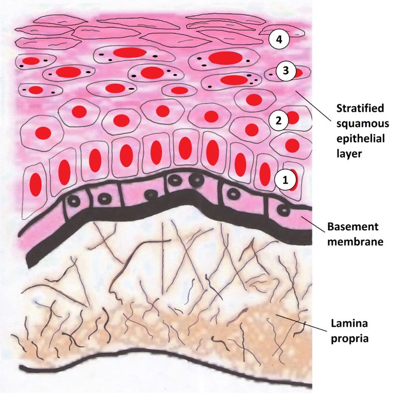 表皮干细胞图片