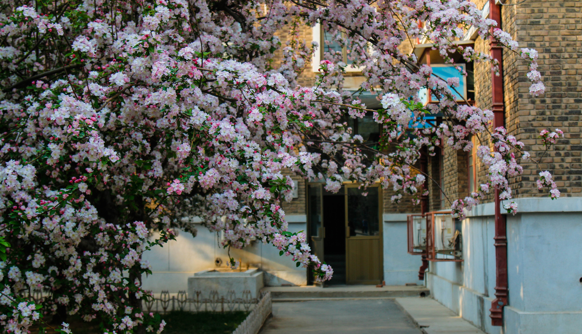 天津大学校园内盛开的海棠花 在花堤路拍照留念的游人
