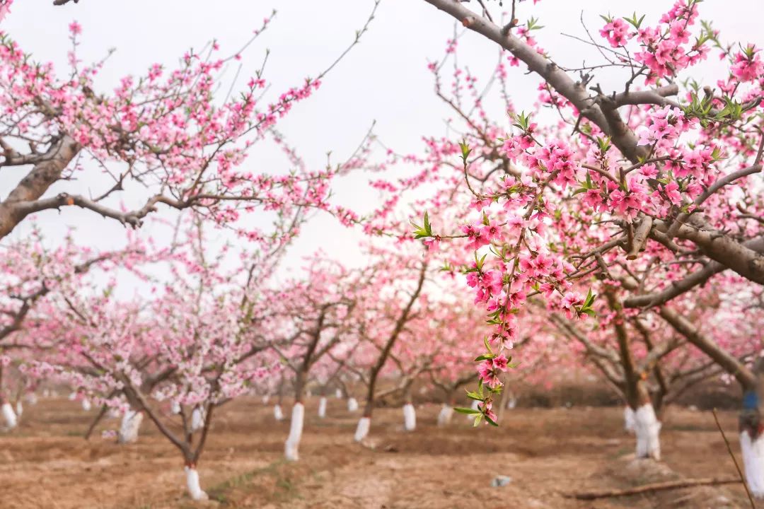 潜山官庄桃花节图片