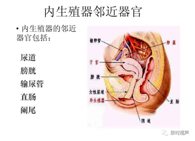 子宫解剖近距离图片