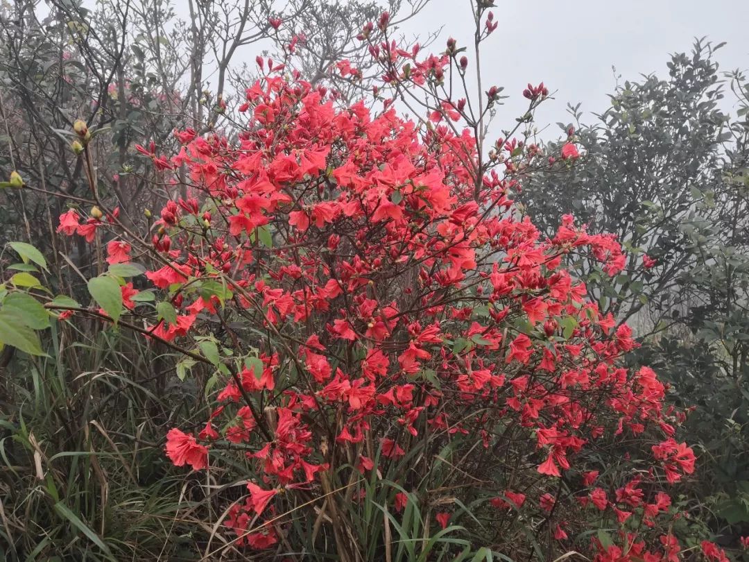 通天蠟燭賞杜鵑花41314兩期登從化通天蠟燭賞滿山杜鵑花海1天行