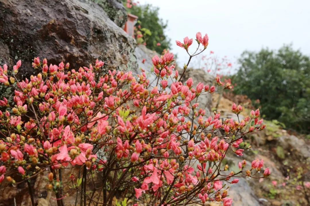 聚焦横溪白冠山首届杜鹃花节开幕