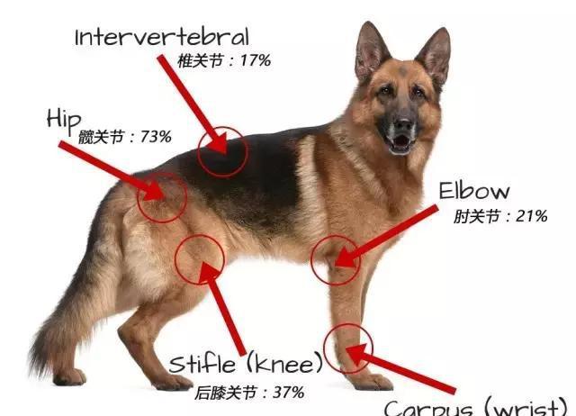 有研究表明,有五分之一的中年犬,以及十分之一的老年犬患上关节炎