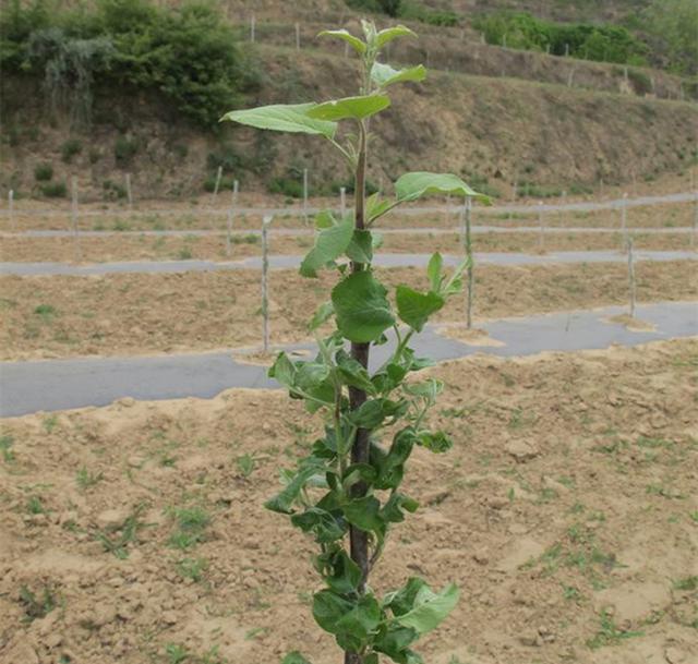 苹果树栽培技术苹果树根系生长的特点