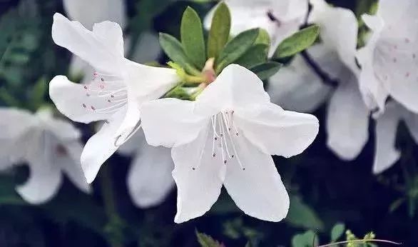 【微吉安】期待已久的井冈山杜鹃花节来了!