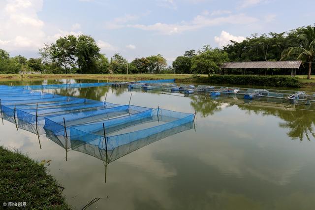 春季池塘養魚健康養殖,這幾個關鍵技術你要知道