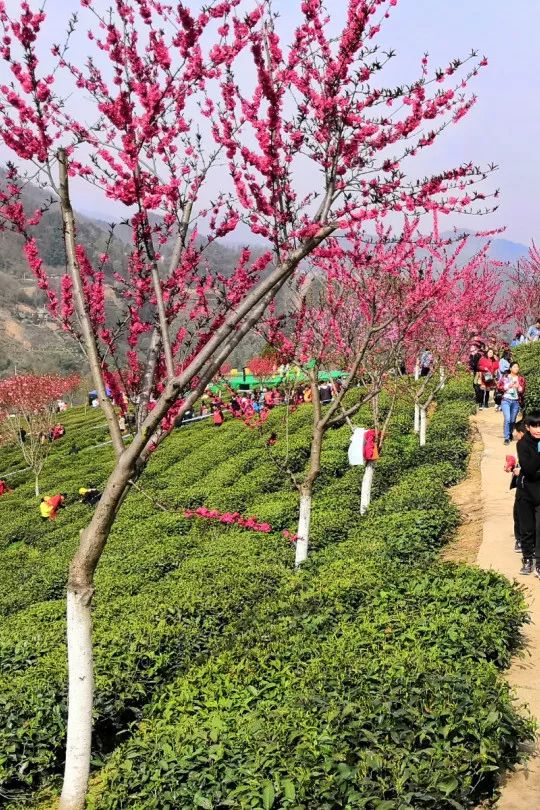 4月上茶山紫阳23万亩富硒茶等你来采