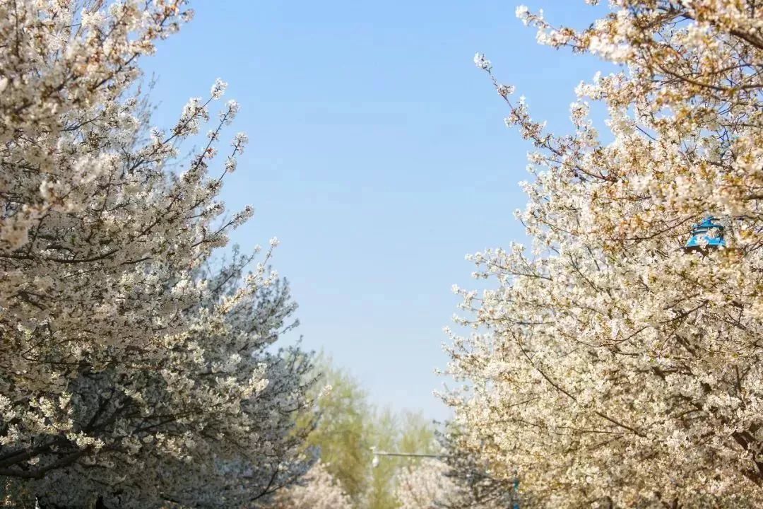 濮大樱花开啦!满屏白色浪漫,美炸了!赏花大军人山人海-搜狐大视