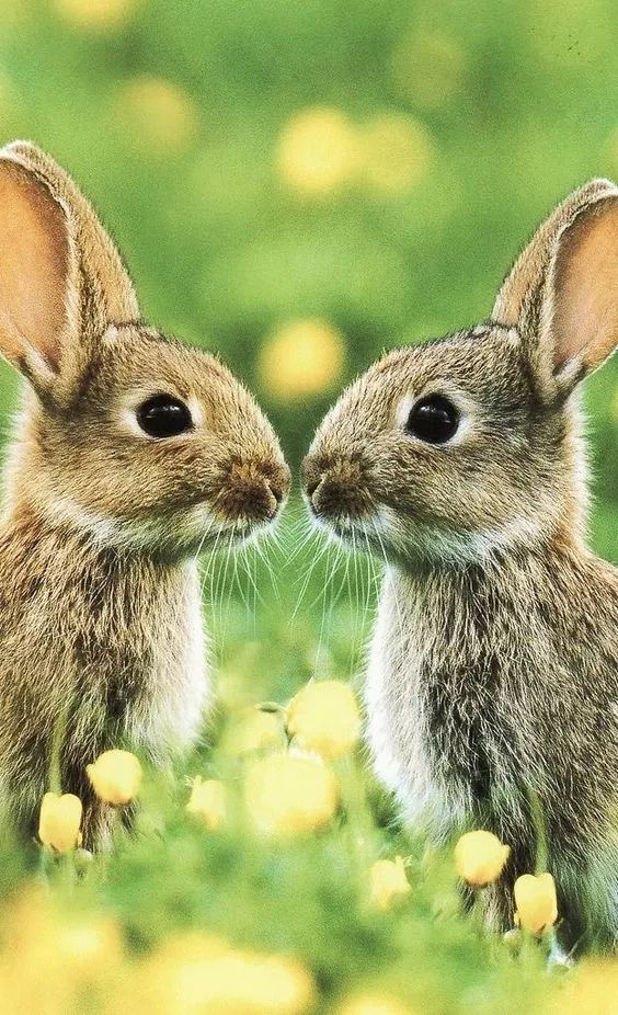 两只兔子 恩爱图片
