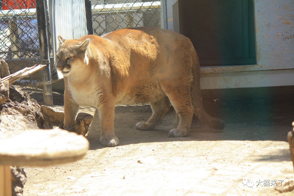 原創貓科動物能變多胖?或許它們心中都有一個超越東北虎的夢想