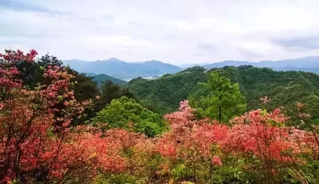 有開白花的江西杜鵑▼ 井岡山所特有的珍稀樹種 開淡紫紅色花具有