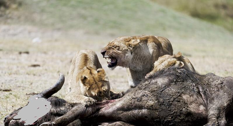 野牛不幸群体孤立, 惨遭狮群捕杀分食!