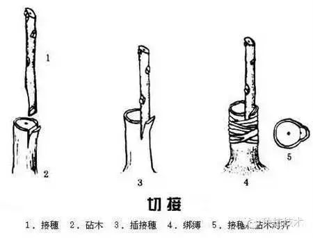 枣树怎么修剪怎么嫁接看过就会