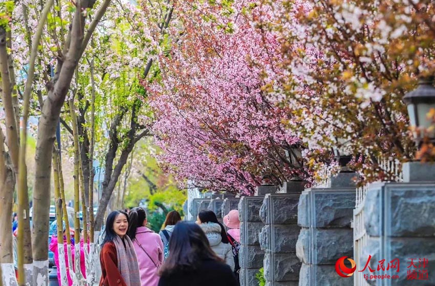 天津五大道春天图片