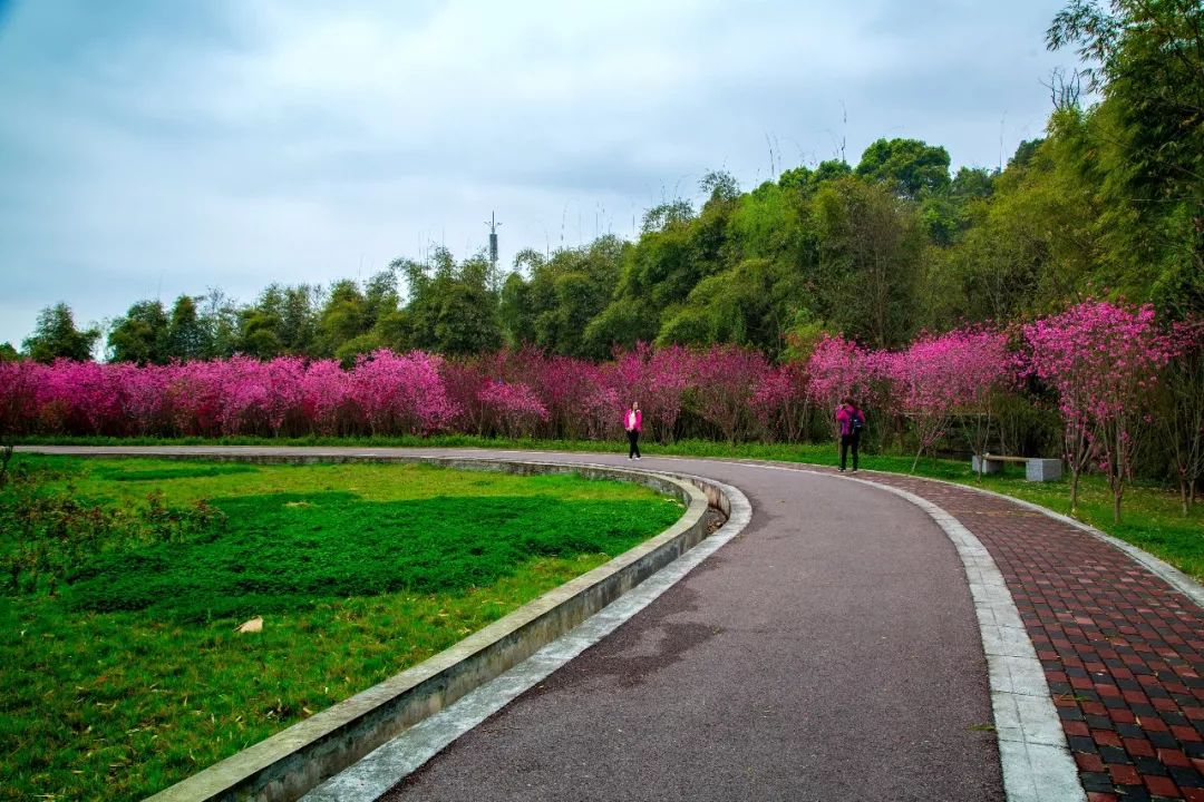 人間最美四月天湄潭十里桃花江畔賞春景