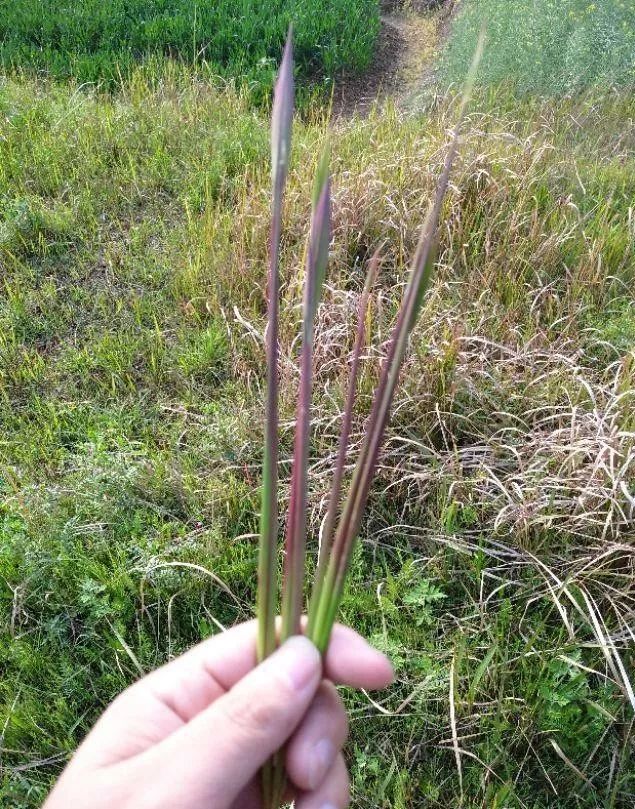 清明返乡回味童年的快乐各种野菜野味