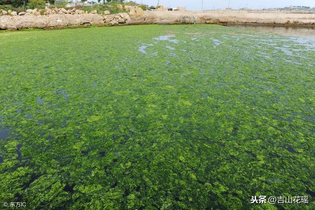 在小龙虾成虾养殖池栽培水草有哪几种方法?