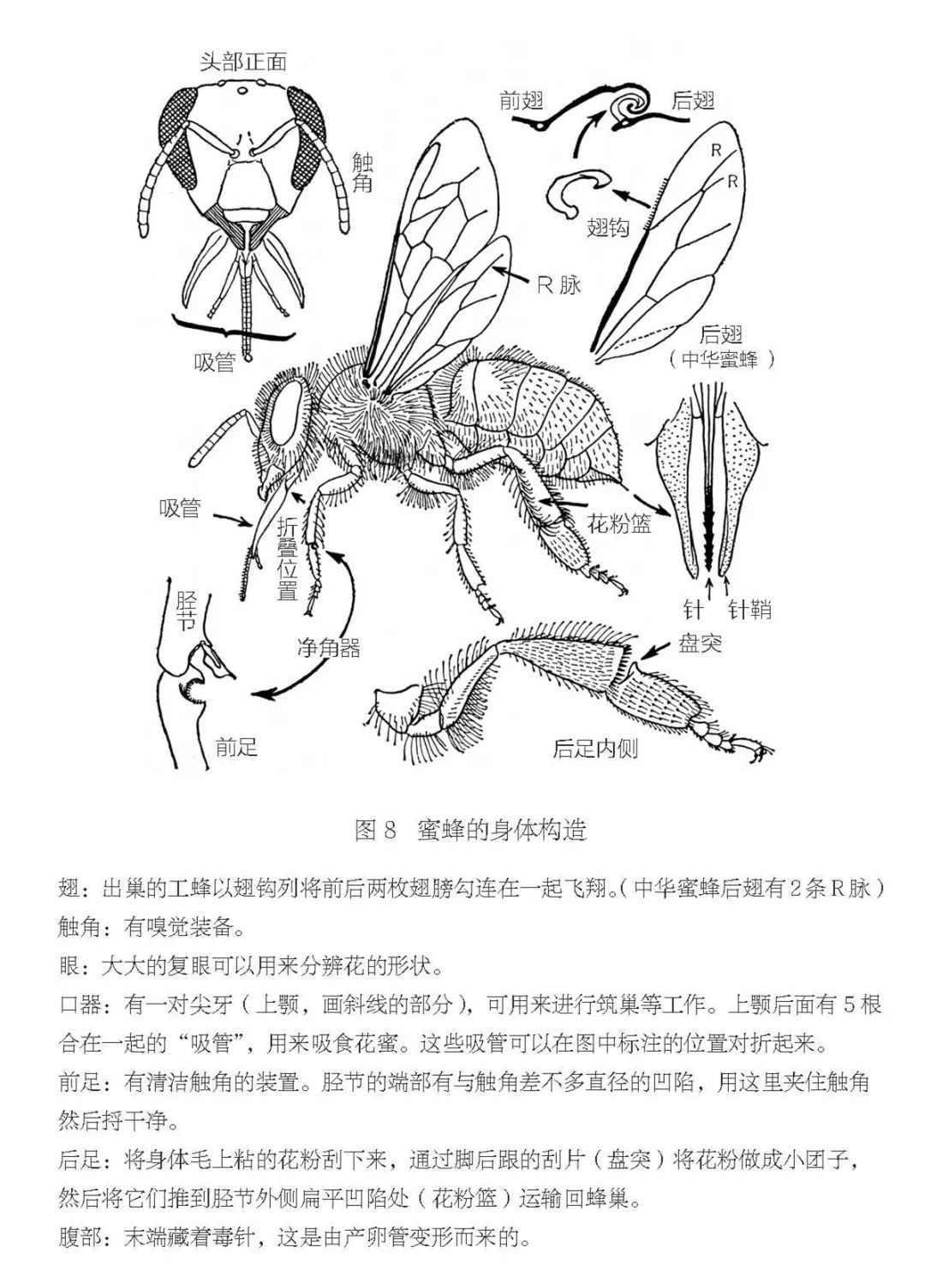 蜜蜂部位结构图片图片