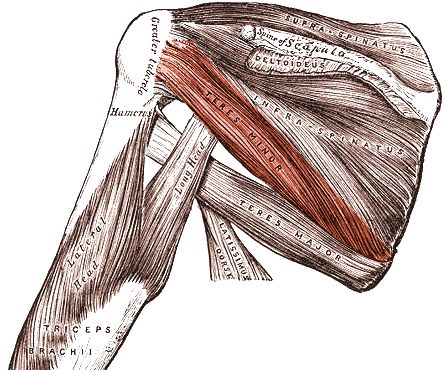 引起肩关节疼痛的主要肌肉之一小圆肌teresminorb