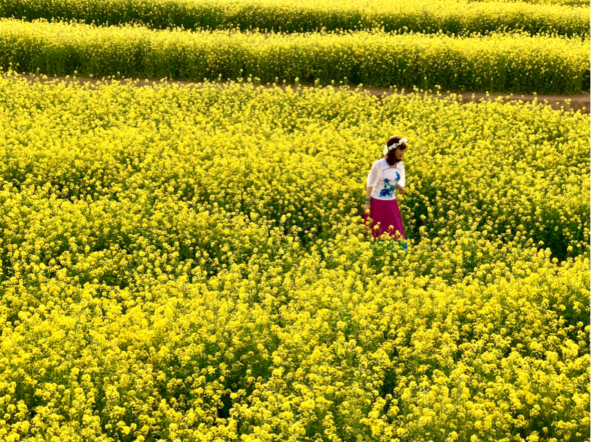 沙河万亩油菜花盛开