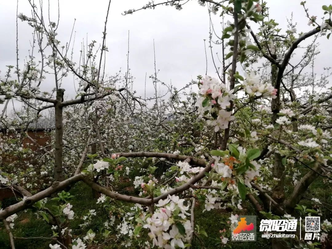 云南昭通万亩苹果花盛开半城苹果满城香组图