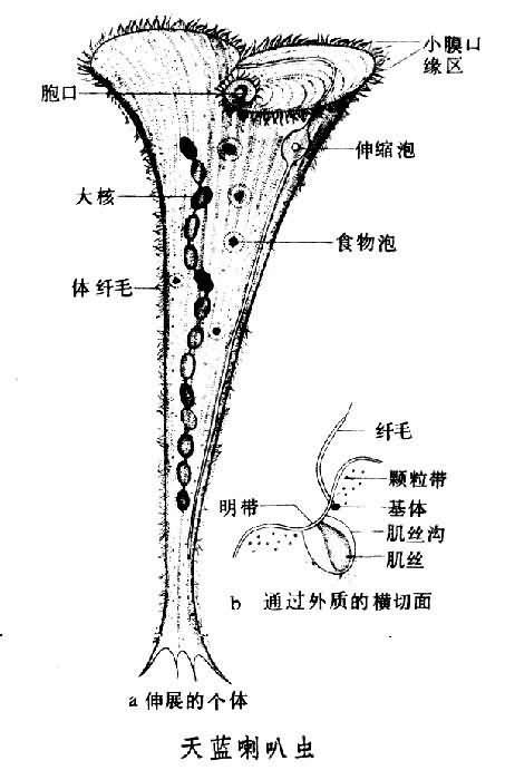 变形虫和喇叭虫图片