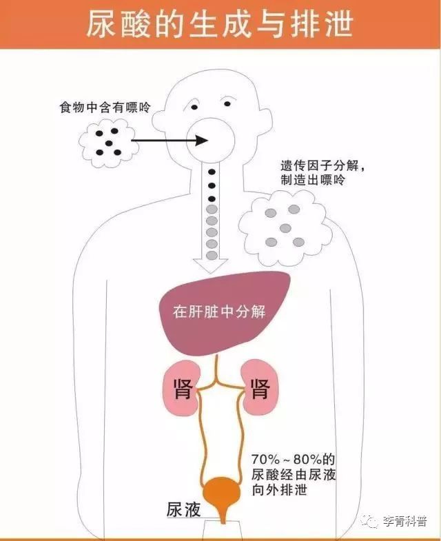 体内尿酸的产生,80%来自于自身细胞的代谢,20%来自于食物