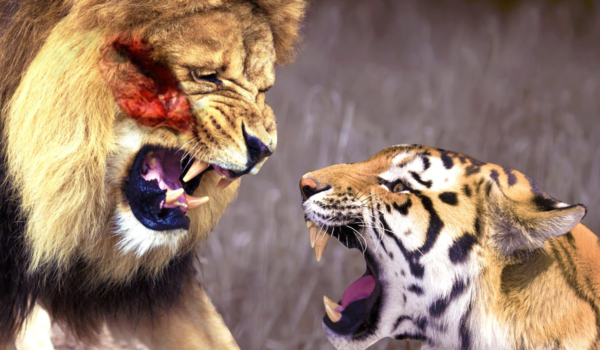 老虎大战狮子真实图片