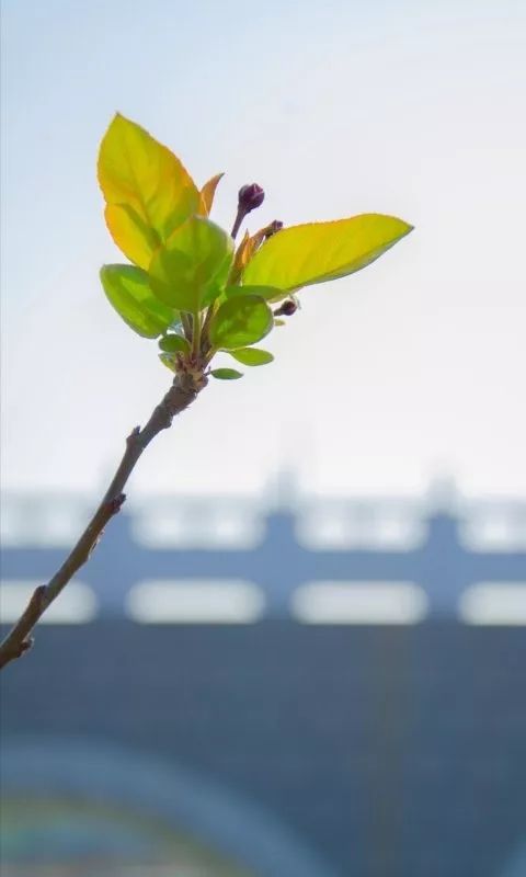 壁纸说 清明春色醉,和你一起道尽北化春风_赵翌旭