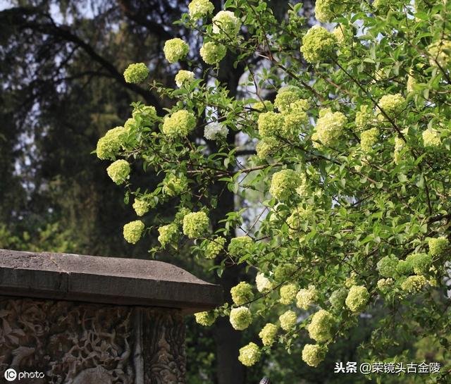 明故宮午朝門公園繡球花開