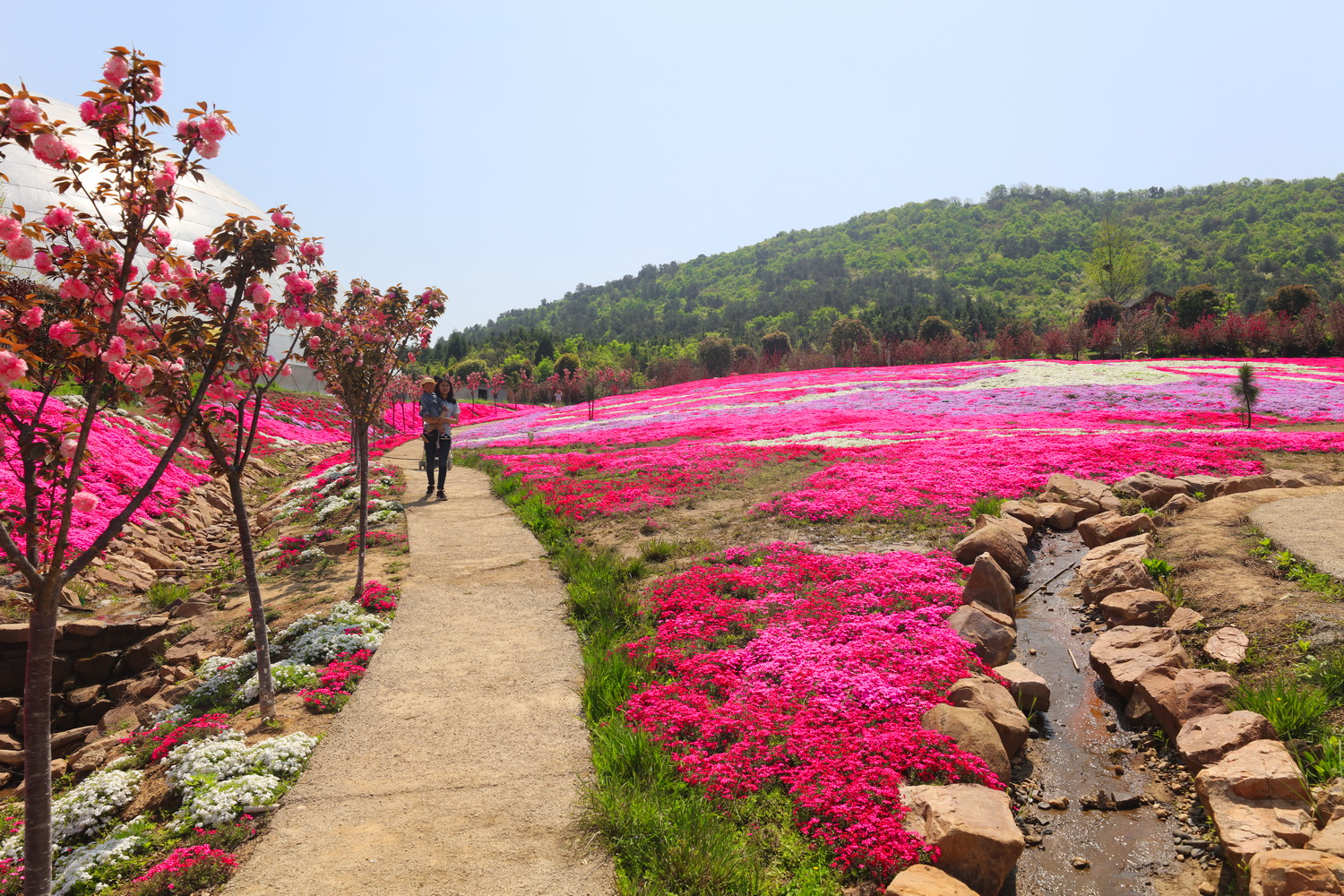 京山紫宸莊園好大一片花海