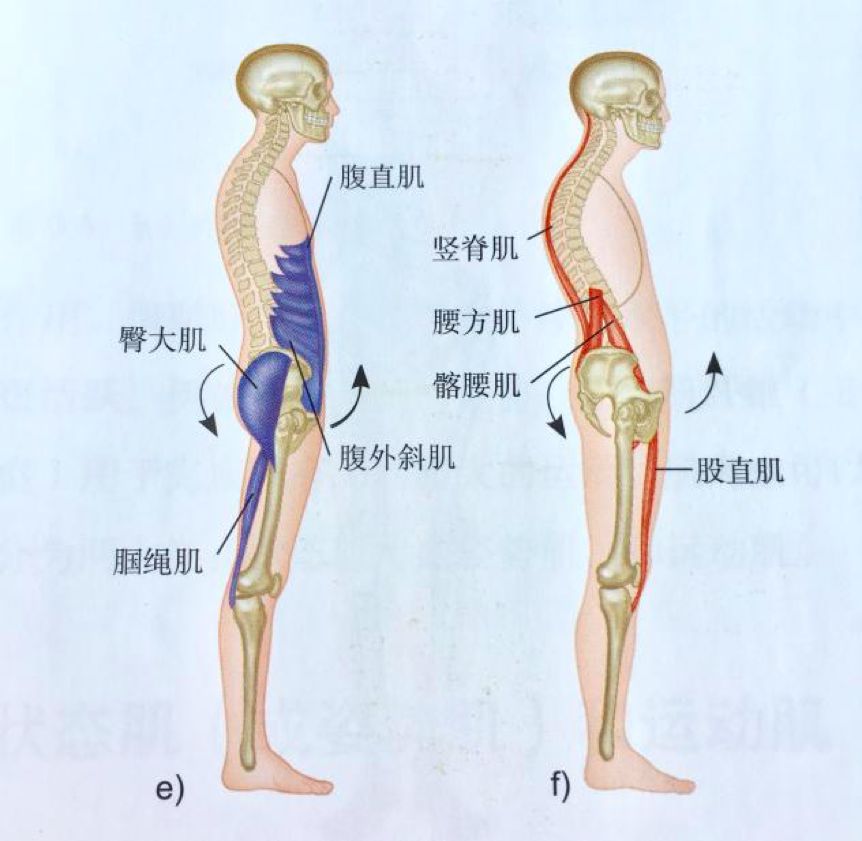 蜜桃臀训练前你要知道