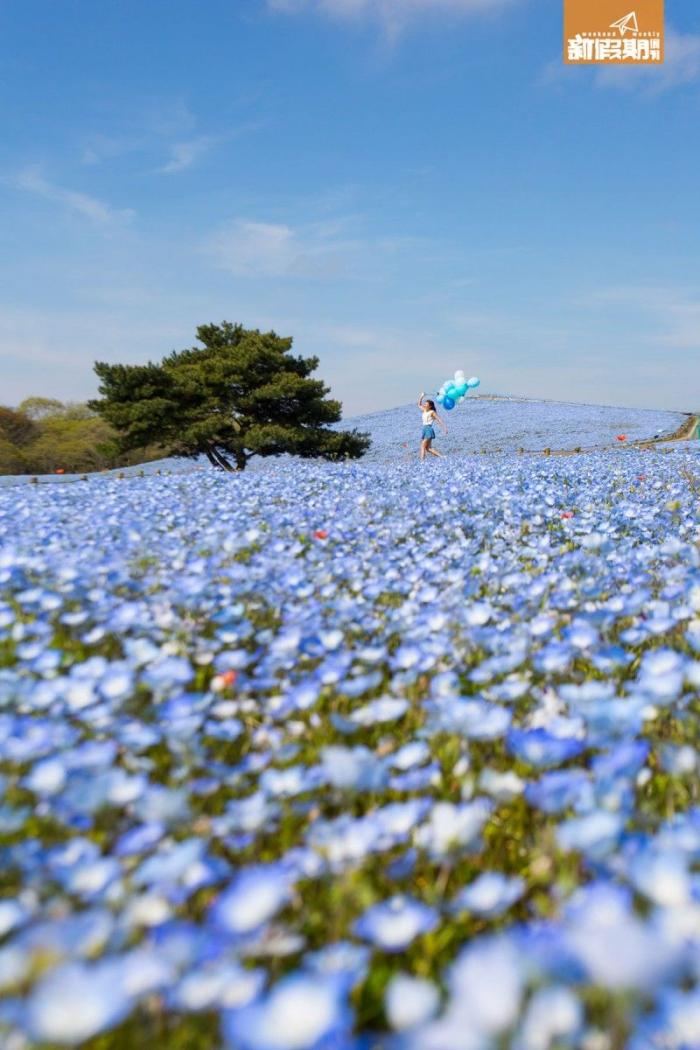 (有片)必读!东京近郊粉蝶蓝花海 国营常陆海滨公园赏花攻略2019