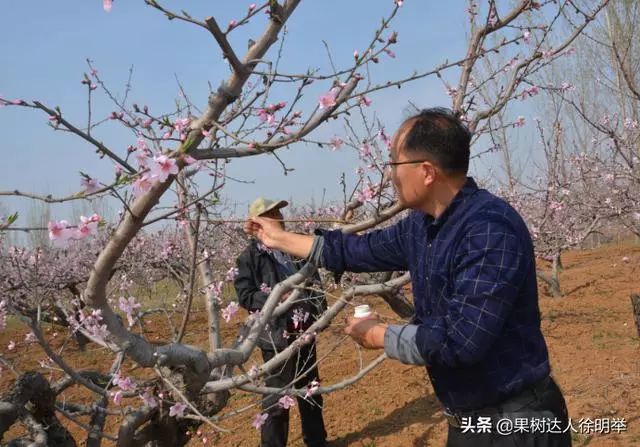 要按照標準及時進行(3)果實套袋應根據園內桃樹長勢狀況,生產目標