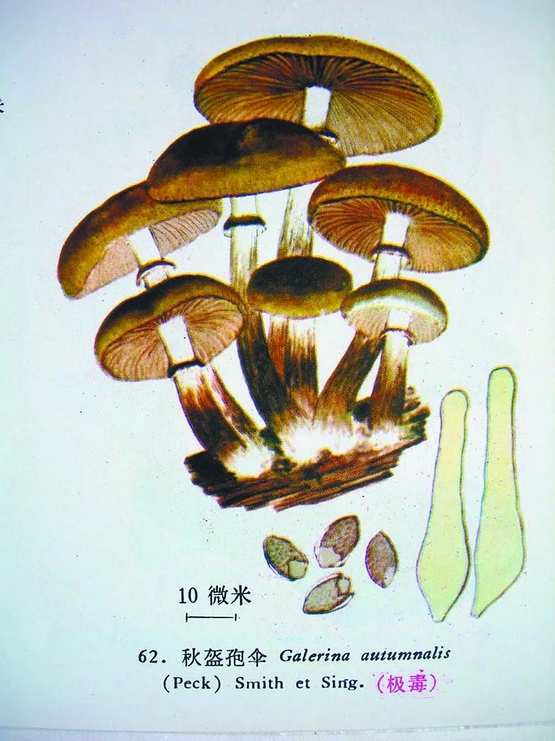 秋生盔孢伞图片