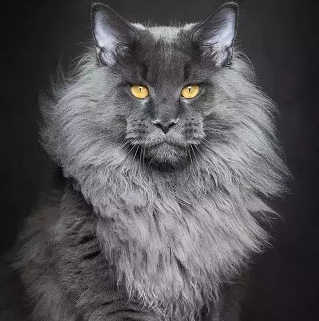 烟灰色长毛猫品种图片