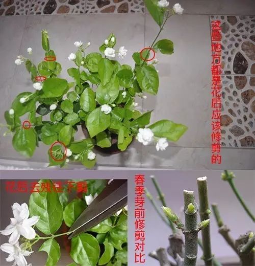 茉莉花這樣養,一年花兒開不間斷!_修剪