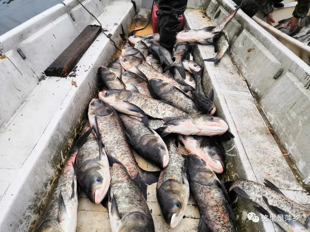 太壯觀了明月湖水庫萬斤大魚空中騰飛你見過這場面嗎