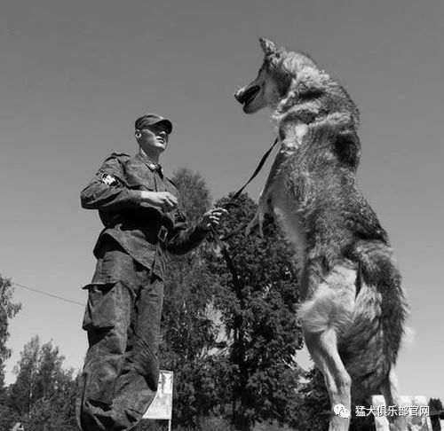 西伯利亚狼当军犬来练俄罗斯不愧是战斗民族