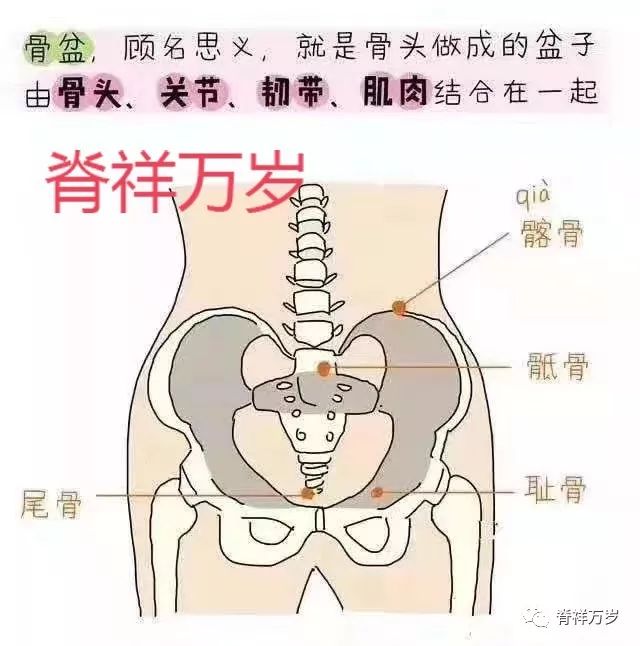 產後髖骨和盆底肌的修護_女性